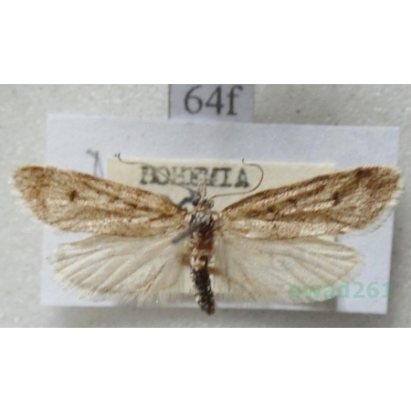 Diurnea fagella (Denis & Schiffermüller, 1775) Czech64f